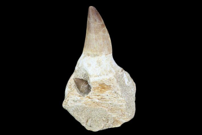 Mosasaur (Prognathodon) Jaw Section With Unerupted Tooth #116986